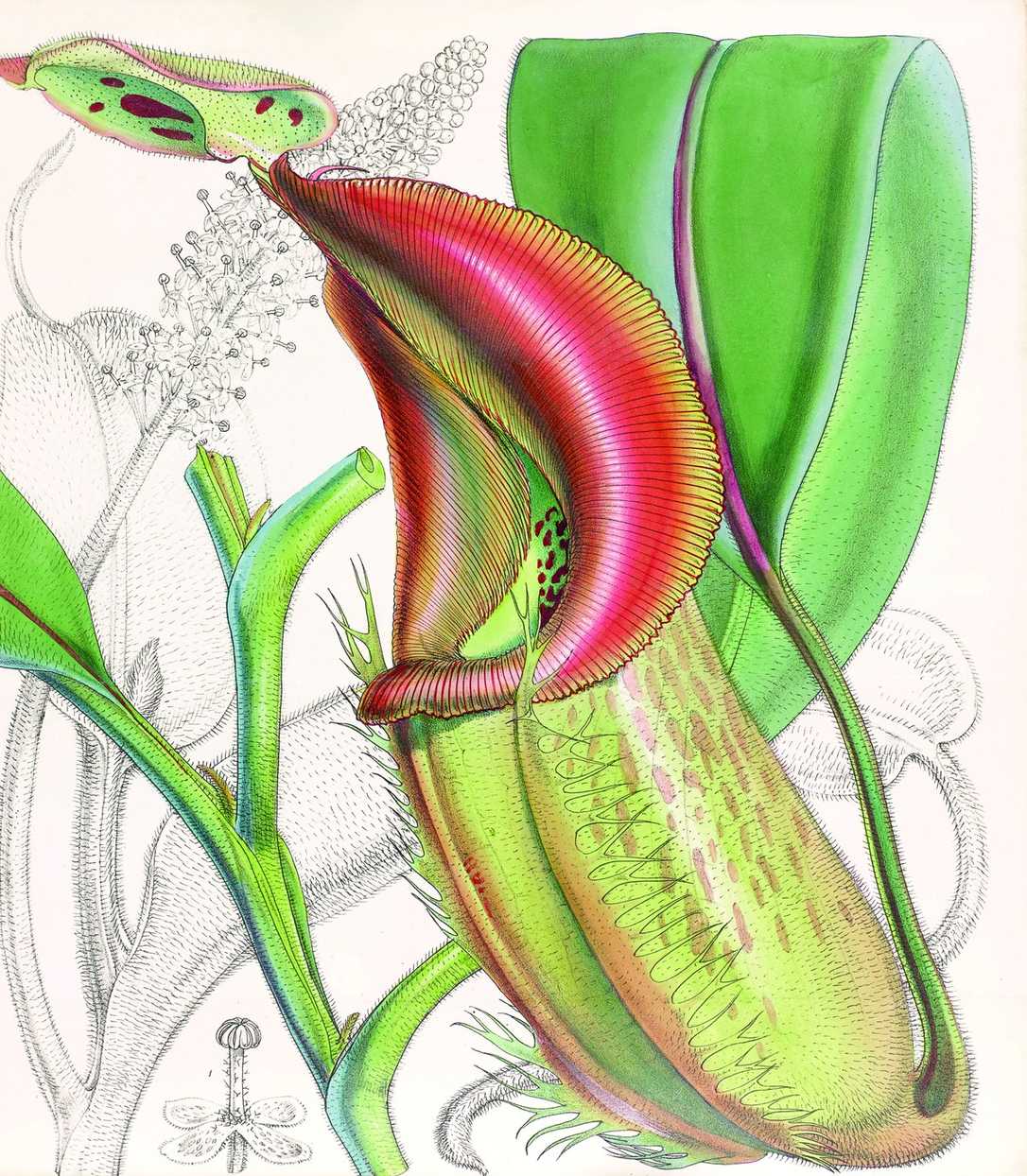 „Planzenjäger“ aus dem Verlag Gerstenberg als Weihnachtsgeschenk „Planzenjäger“ aus dem Verlag Gerstenberg als Weihnachtsgeschenk