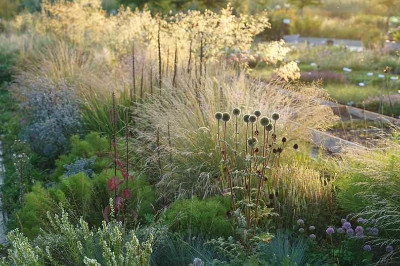 Herbstaspekt mit Echinops niveus, Poa labillardieri, Stipa gigantea, Verbascum nigrum-Fruchtstände, Hyssopus officinalis f. alba (v.l.) | Foto: Staudengärtnerei Hofmann Herbstaspekt mit Echinops niveus, Poa labillardieri, Stipa gigantea, Verbascum nigrum-Fruchtstände, Hyssopus officinalis f. alba (v.l.) | Foto: Staudengärtnerei Hofmann