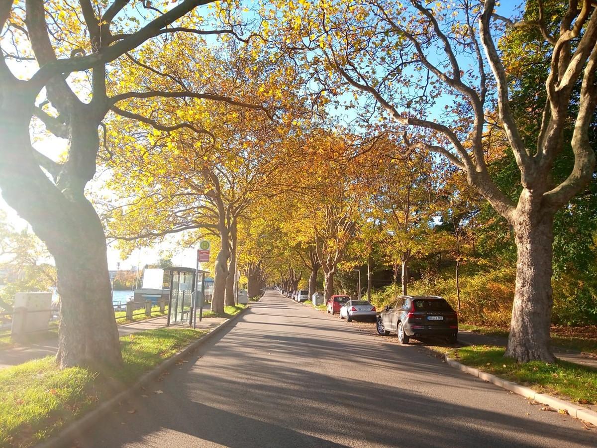 Allee bei Holtenau | Foto: BH