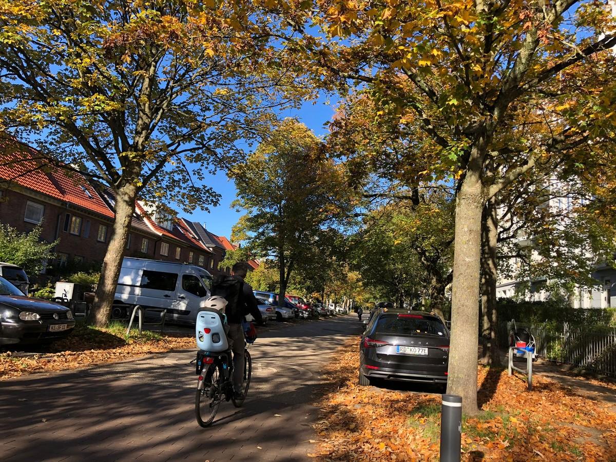 Hansastraße - junge Allee in Kiel | Foto: BH