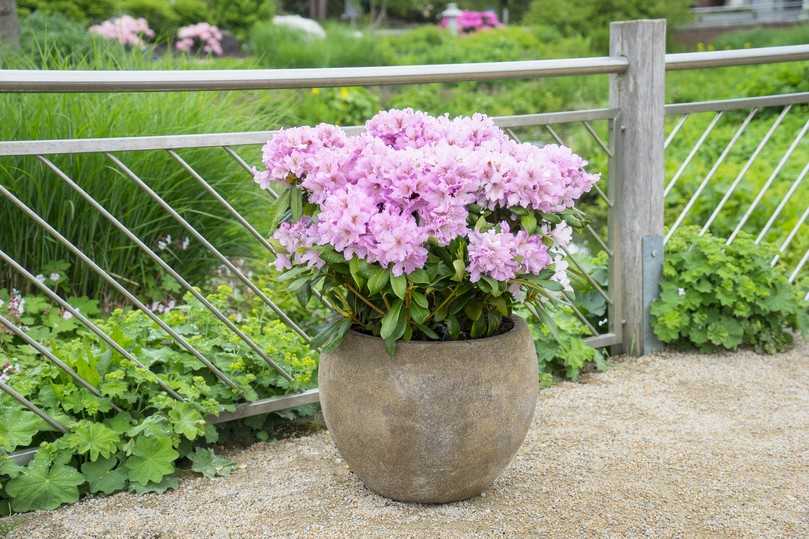 Auch im Kübel möglich:  die Inkarho-Dufthecke. | Foto: Inkarho-Dufthecke