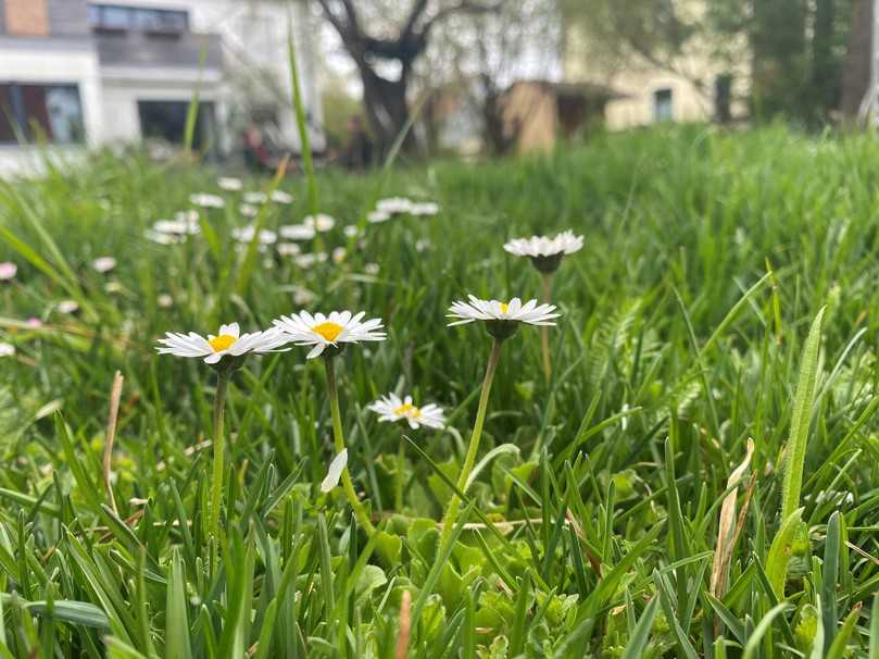 Ein Erlebnis für die Nase: Duftrasen von Schwab. | Foto: Schwab Rollrasen
