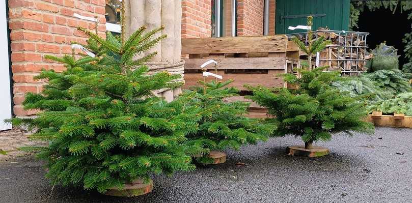 Kleine sogenannte „Oma“- und „Kinder“-Bäume, die auf einem Tisch Platz haben. | Foto: B_I MEDIEN/Budde