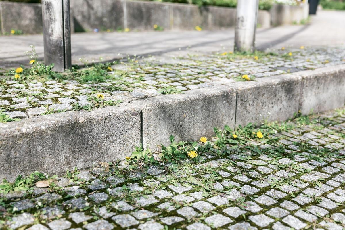 Klares Ergebnis: Vor der Behandlung mit Heißwasser… | Foto: Kärcher