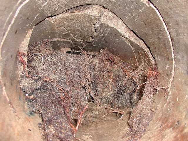 Leitungen schützen und Bäume erhalten