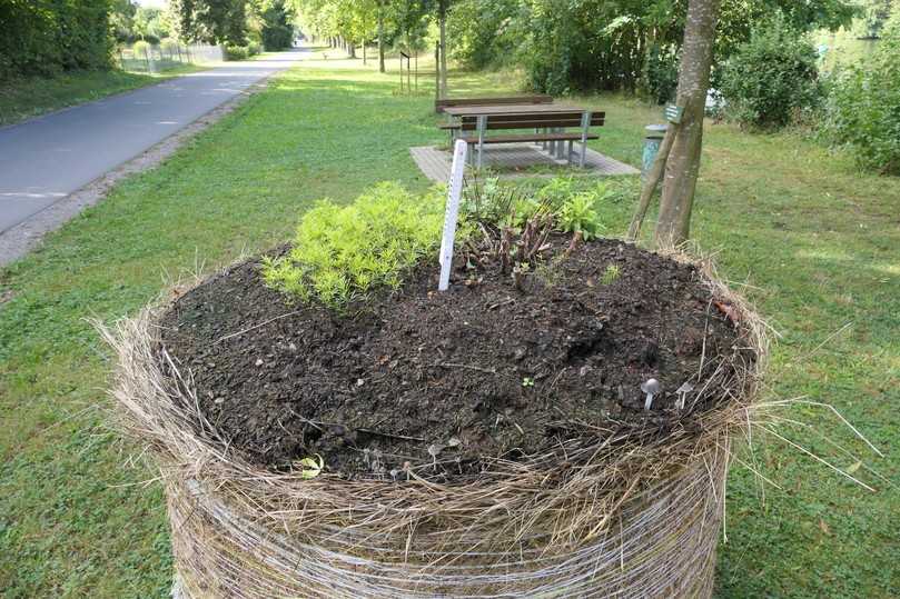 Anpflanzung Ende Augst 2024. | Foto: Lennart Dittmer/LWG Anpflanzung Ende Augst 2024. | Foto: Lennart Dittmer/LWG