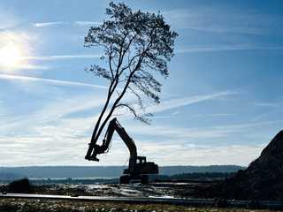 1.200 gefällte Bäume in einer Woche