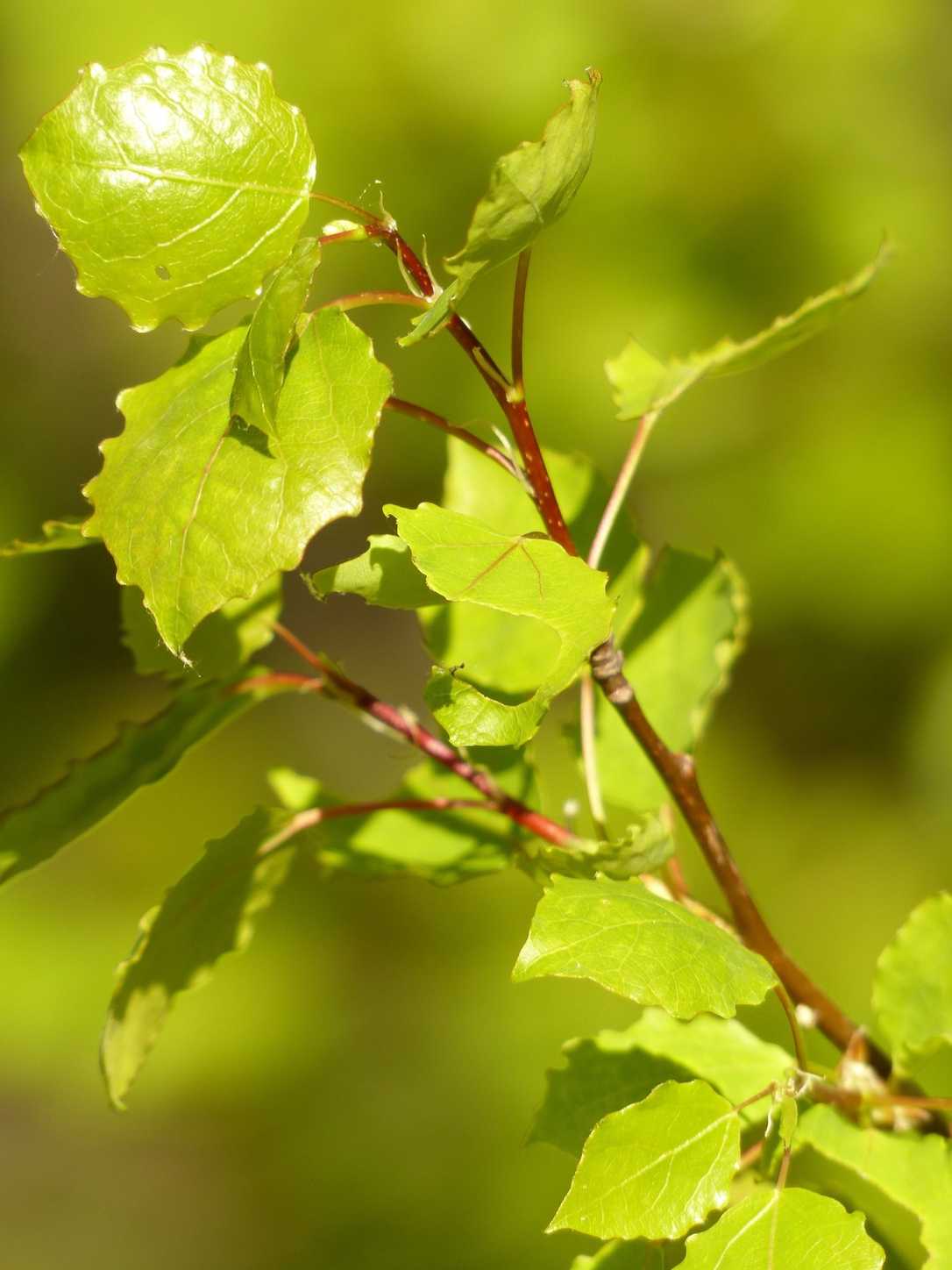 Baum des Jahres 2026: Das Geheimnis der Zitterpappel