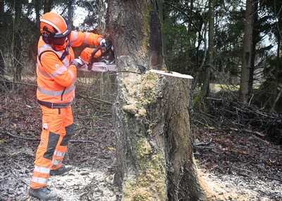 Bäume sicher fällen: Kursus für Ausbilder von Ausbildern