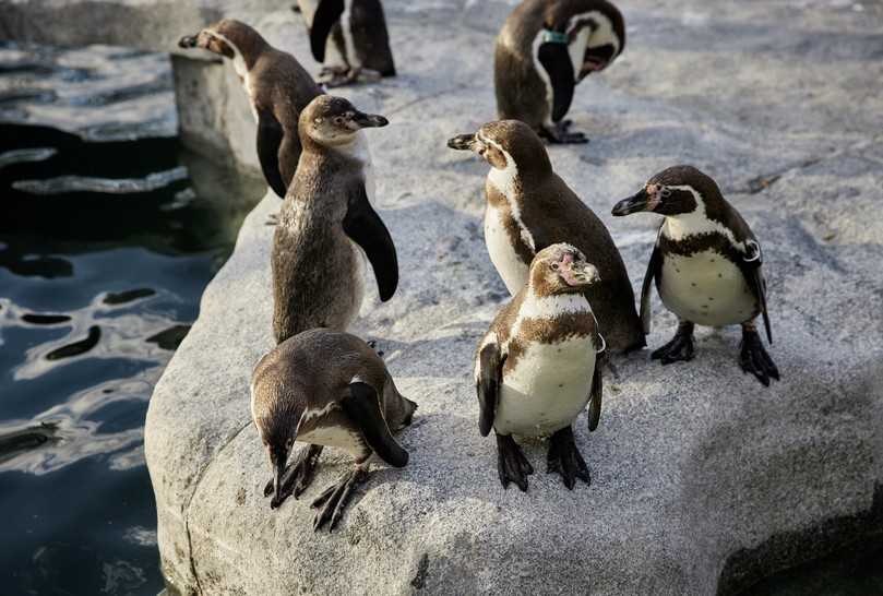 Pinguine im Luisenpark. | Foto: BUGA 23/Lukac+Diehl Pinguine im Luisenpark. | Foto: BUGA 23/Lukac+Diehl