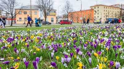 Blütenpracht selbst ohne großen Maschinenpark
