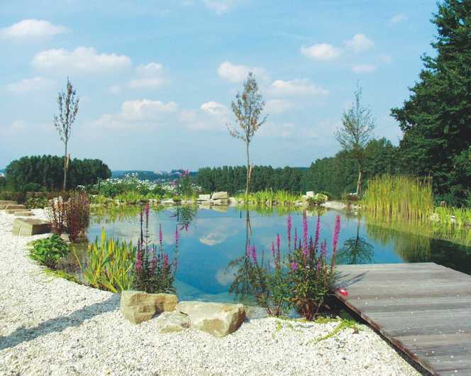 So klappt es mit dem Bad im Schwimmteich oder Naturpool