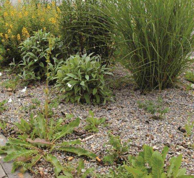 Staudenpflanzung mit System Staudenpflanzung mit System