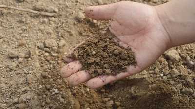 Preise für Blumenerde und Substrate steigen