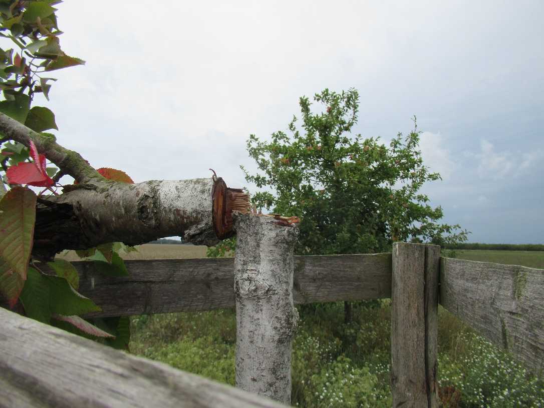 Anschläge auf Bäume: Vandalismus und Giftanschläge – warum geschieht das?