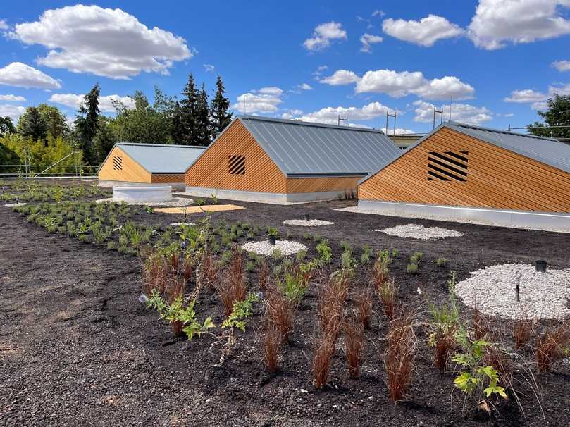 Auf einem Teil des Daches wurden gezielt Pflanzungen vorgenommen und ansonsten Samen und Sprossen ausgesät. | Foto: Blaurock Auf einem Teil des Daches wurden gezielt Pflanzungen vorgenommen und ansonsten Samen und Sprossen ausgesät. | Foto: Blaurock