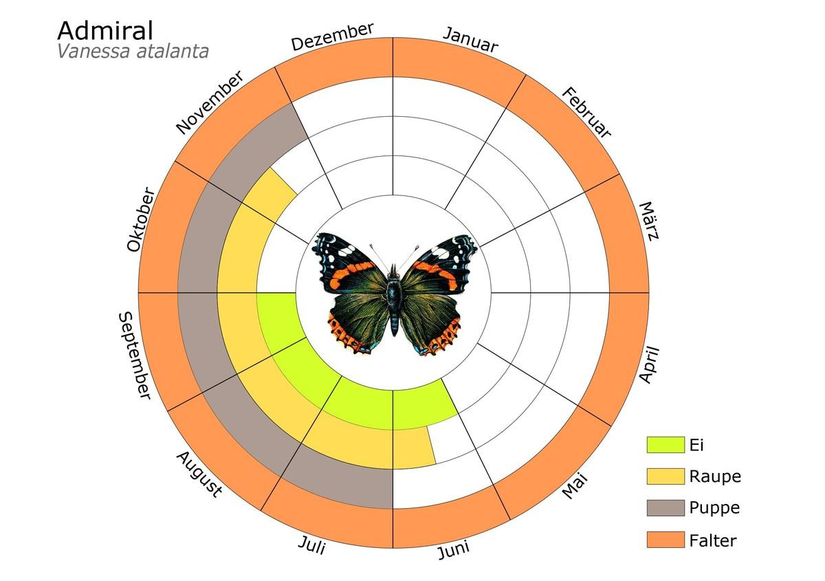 Phänogramm – Diagramm mit Entwicklungsstadien – des Admirals. | Foto: Stiftung für Mensch und Umwelt/Dominik Jentzsch 