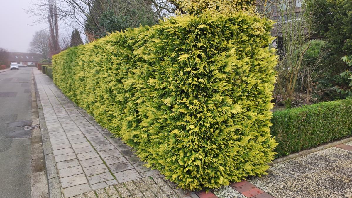 Thuja eignet sich auch als Heckenpflanze. | Foto: Nadja Krause/LWK Niedersachsen
