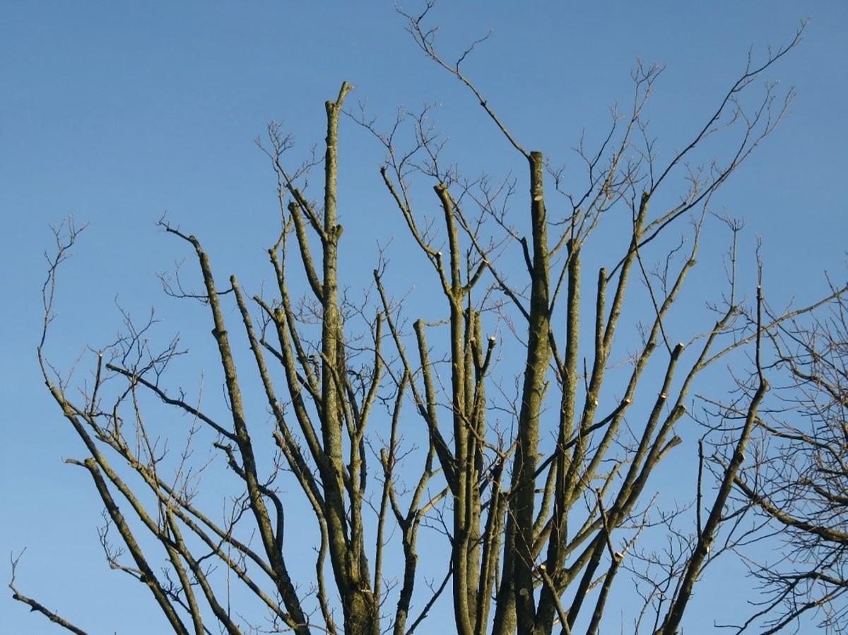 Einkürzung statt Kronenpflege entspricht nicht dem Stand der Technik. Trotzdem steht es dem Eigentümer frei, die Leistung zu bezahlen, er wurde aber sehr schlecht beraten. | Foto: Peter Klug