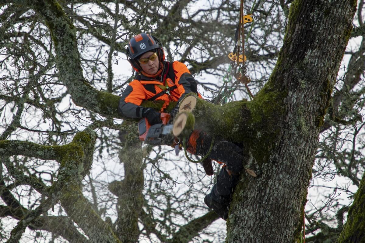 Hedger berichtet, sie habe selbst die größten Benzin-Nerds in ihrem Baumpflege-Team mit den neuen Kettensägen von den Vorteilen der Akku-Technik überzeugen können.