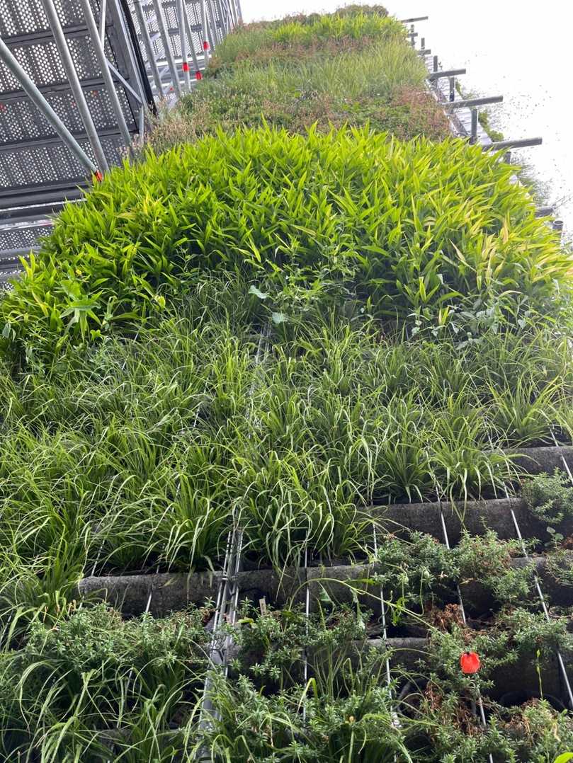 Eine knappe Woche vor Eröffnung der BUGA in Mannheim hat das BEEOTOPIA-Team mit Unterstützung der für dieses Projekt zuständigen Landschaftsarchitekten jeweils drei wandgebundene sowie rankende Begrünungselemente mit einer Fläche von 48 qm sowie 30 qm bepflanzt. | Foto: PATZER ERDEN Eine knappe Woche vor Eröffnung der BUGA in Mannheim hat das BEEOTOPIA-Team mit Unterstützung der für dieses Projekt zuständigen Landschaftsarchitekten jeweils drei wandgebundene sowie rankende Begrünungselemente mit einer Fläche von 48 qm sowie 30 qm bepflanzt. | Foto: PATZER ERDEN