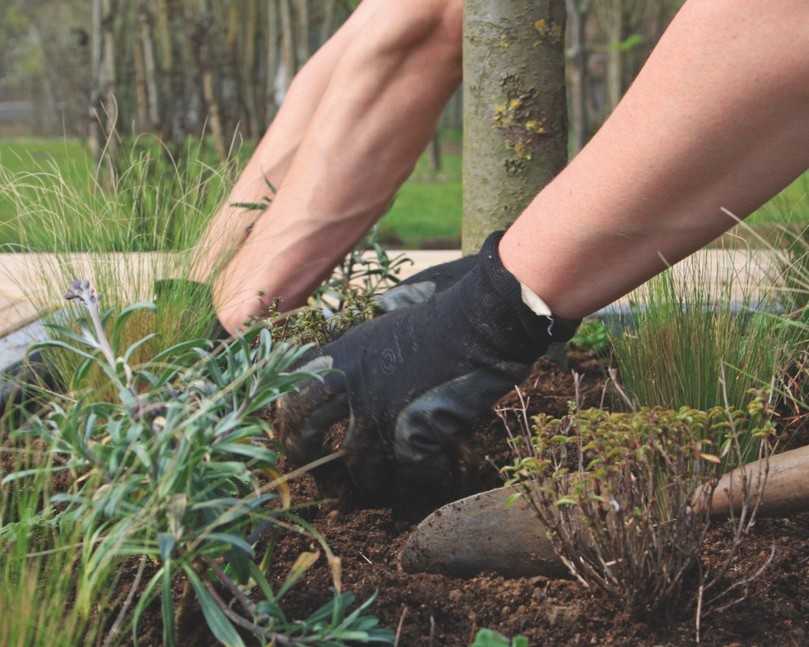 Pflanzenkohle in Substraten hat erwiesenermaßen positive Auswirkungen auf die Bodenfruchtbarkeit und das Pflanzenwachstum. | Foto: Patzer Erden