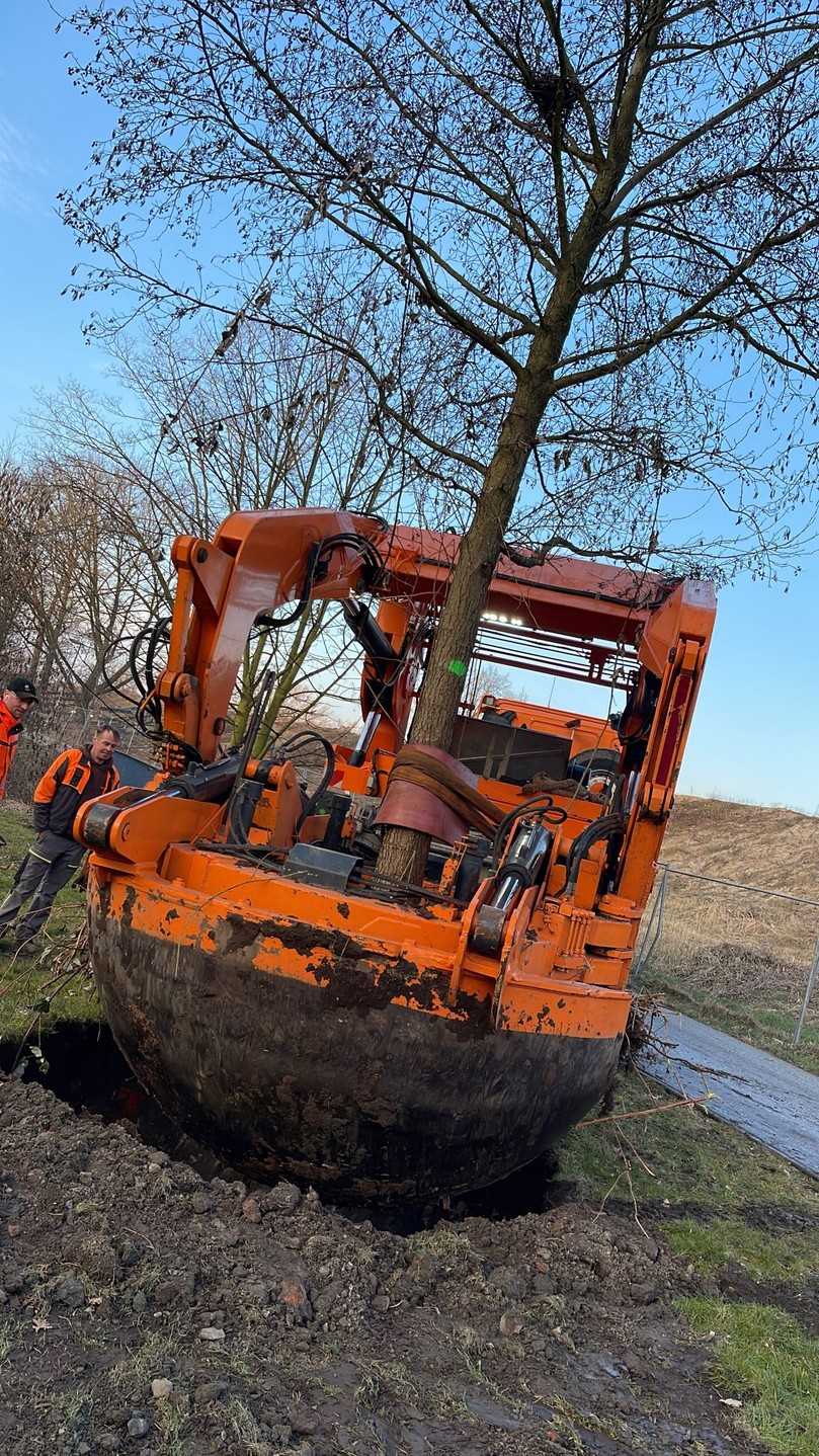 Bei der Ausgrabung und dem Transport der Großbäume kam eine Verpflanzungsmaschine zum Einsatz. | Foto: Osbahr