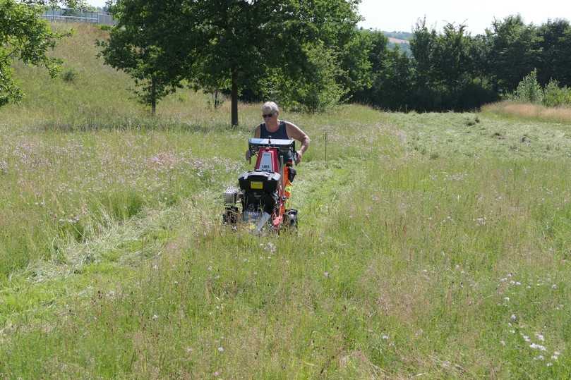 Auf einer artenreichen öffentlichen Ausgleichswiese wurde insektenschonend mit Balkenmähern gemäht und Heu als Rundballen produziert. Sie wurden als Hochbeete im Projekt getestet. | Foto: Lennart Dittmer/LWG Auf einer artenreichen öffentlichen Ausgleichswiese wurde insektenschonend mit Balkenmähern gemäht und Heu als Rundballen produziert. Sie wurden als Hochbeete im Projekt getestet. | Foto: Lennart Dittmer/LWG