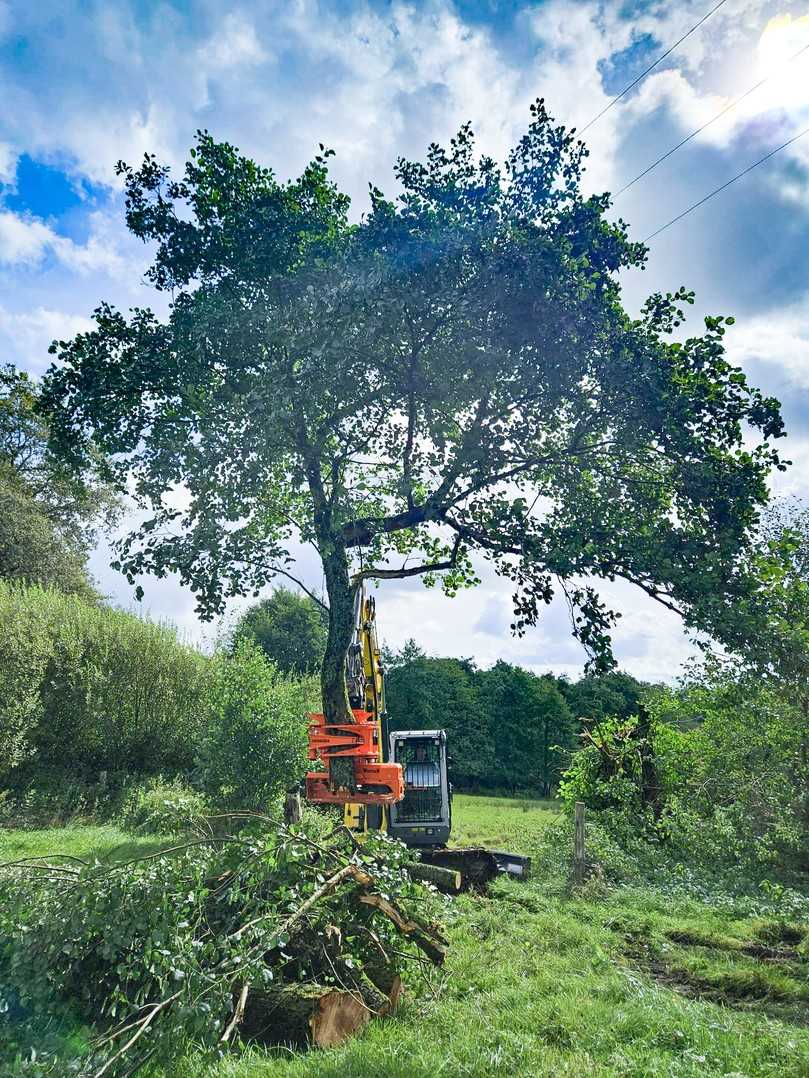 Ob für Baufeldräumungen, Baumfällungen oder das Forstmulchen: Der ET90 wurde passend ausgerüstet. | Foto: Beutlhauser Ob für Baufeldräumungen, Baumfällungen oder das Forstmulchen: Der ET90 wurde passend ausgerüstet. | Foto: Beutlhauser