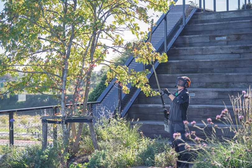 Die Bäume auf dem Dachgarten werden möglichst kompakt gehalten, um einerseits dem Wind wenig Angriffsfläche zu bieten und andererseits die Pflege zu erleichtern. | Foto: Stihl