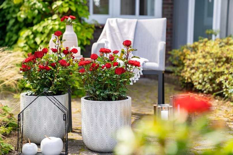 Passt in jede Gartengestaltung - Rose 'Shades of Red' | Foto: Heinje