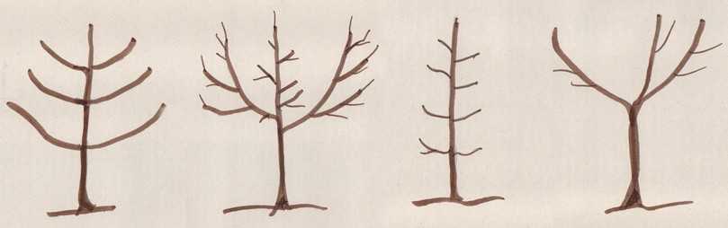 Eine schematisch-vereinfachte Darstellung unterschiedlicher Kronenformen: Etagenkrone (von links), Öschbergkrone, Spindel und Hohlkrone. | Foto: Grundler