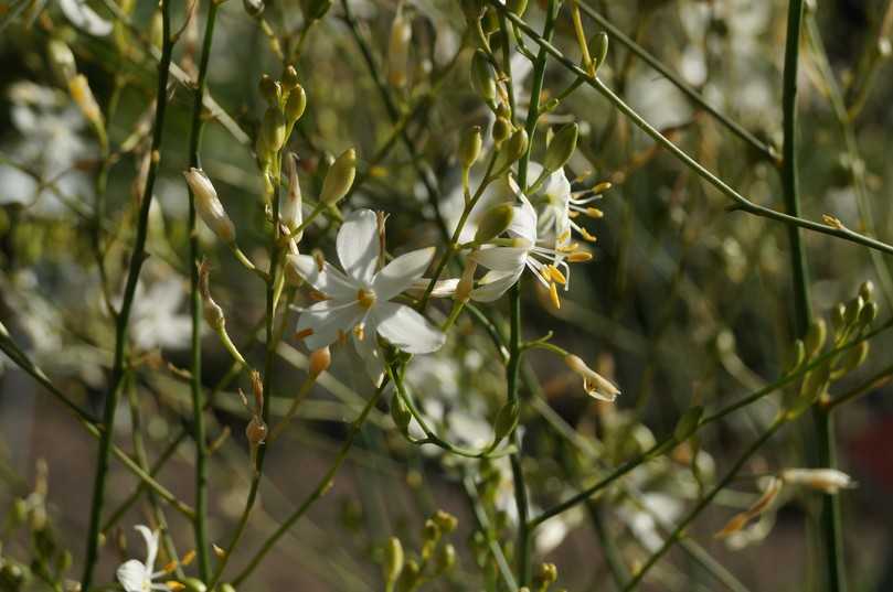 Die ästige Graslilie Anthericum ramosum ist eine besondere Empfehlung von Dieter Gaißmayer. | Foto: Staudengärtnerei Gaißmayer Die ästige Graslilie Anthericum ramosum ist eine besondere Empfehlung von Dieter Gaißmayer. | Foto: Staudengärtnerei Gaißmayer