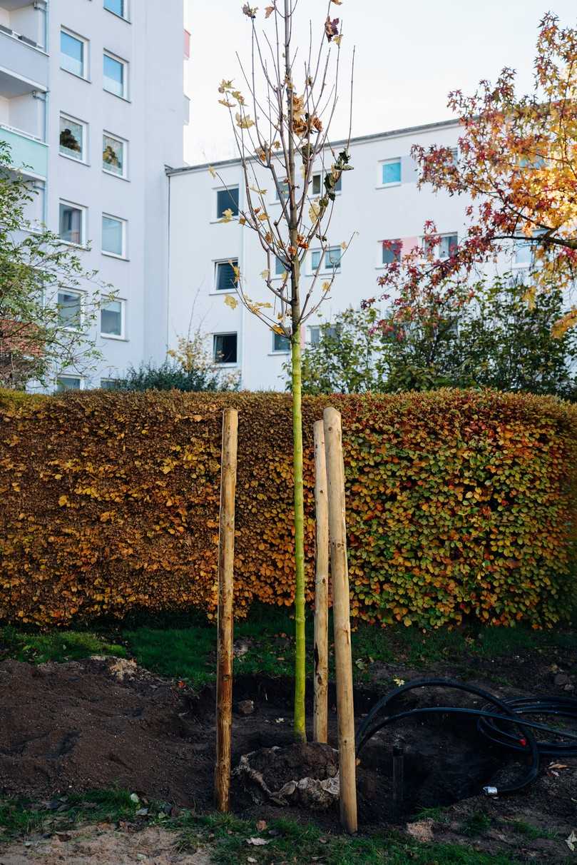 Neu gepflanzte Bäume im Quartier werden mit smarter Technologie bewässert. | Foto: Hauraton