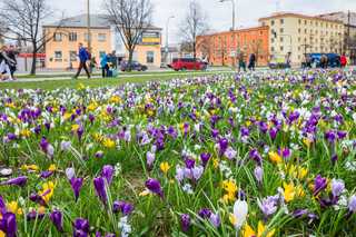 Blütenpracht selbst ohne großen Maschinenpark