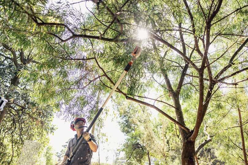 Mit dem Akku-Hochentaster Stihl HTA 160 lassen sich tote oder den Habitus störende Äste problemlos aus dem Kronenbereich entfernen. Dazu kann er dank Teleskopschaft bis zu einer Höhe von rund fünf Meter arbeiten. Ein Asthaken erleichtert das Greifen und Entfernen von losem Schnittgut. | Foto: Stihl