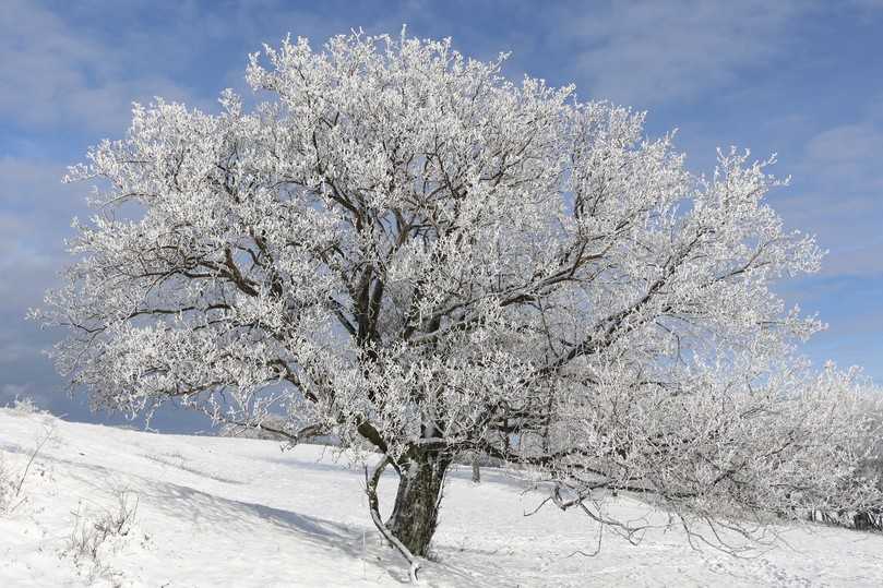 Auch im Winter macht die Echte Mehlbeere eine gute Figur. | Foto: Peter Klug Auch im Winter macht die Echte Mehlbeere eine gute Figur. | Foto: Peter Klug