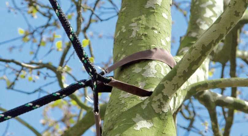 Das Gurt-Schnallen-System am Stamm befestigt. | Foto: GEFA FABRITZ Das Gurt-Schnallen-System am Stamm befestigt. | Foto: GEFA FABRITZ