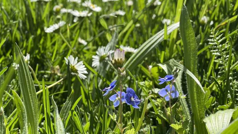 Der Duftrasen von Schwab ist eine Rollrasenart, die sich besonders gut für Dachbegrünungen eignet. | Foto: Schwab Rollrasen Der Duftrasen von Schwab ist eine Rollrasenart, die sich besonders gut für Dachbegrünungen eignet. | Foto: Schwab Rollrasen