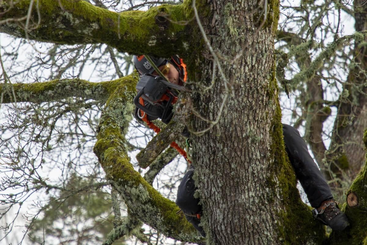 Baumpflegerin und Baumkletter-Weltmeisterin Jo Hedger beteuert im Anschluss an die Präsentation lachend, die sintflutartigen Regenfällt der letzten Monate im englischen Winter hätten den Akkus nichts anhaben können.