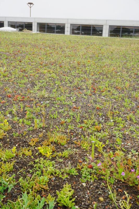 Nach und nach gedeiht die gewünschte regionaltypische Biodiversität auf dem Lütvogt-Hallendach. | Foto: Daniel Jeschke, Hochschule Osnabrück