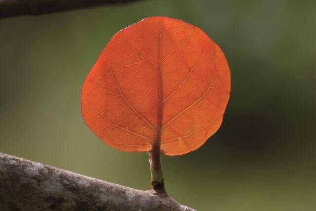 Wie lange können wir es uns noch leisten, die Ökosystemleistungen von Grün ökonomisch zu umschiffen? | Foto: E. Bauer Wie lange können wir es uns noch leisten, die Ökosystemleistungen von Grün ökonomisch zu umschiffen? | Foto: E. Bauer