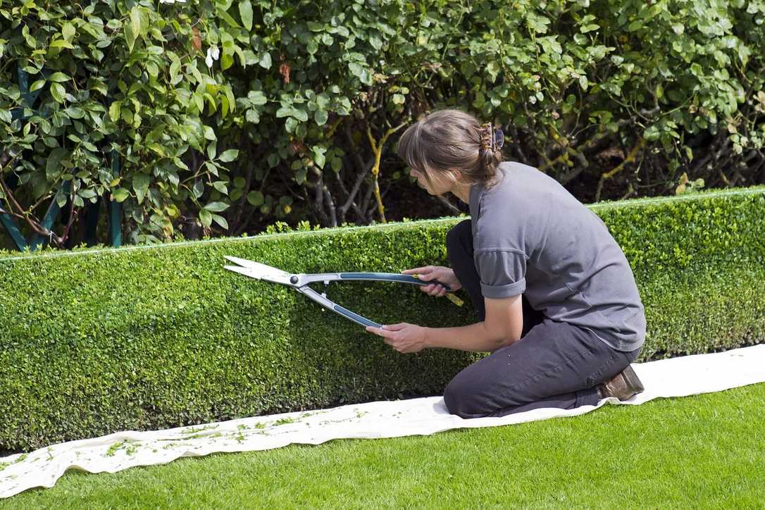 Fachkräftemangel: ZVG beklagt immer weniger Auszubildende im Gartenbau Fachkräftemangel: ZVG beklagt immer weniger Auszubildende im Gartenbau