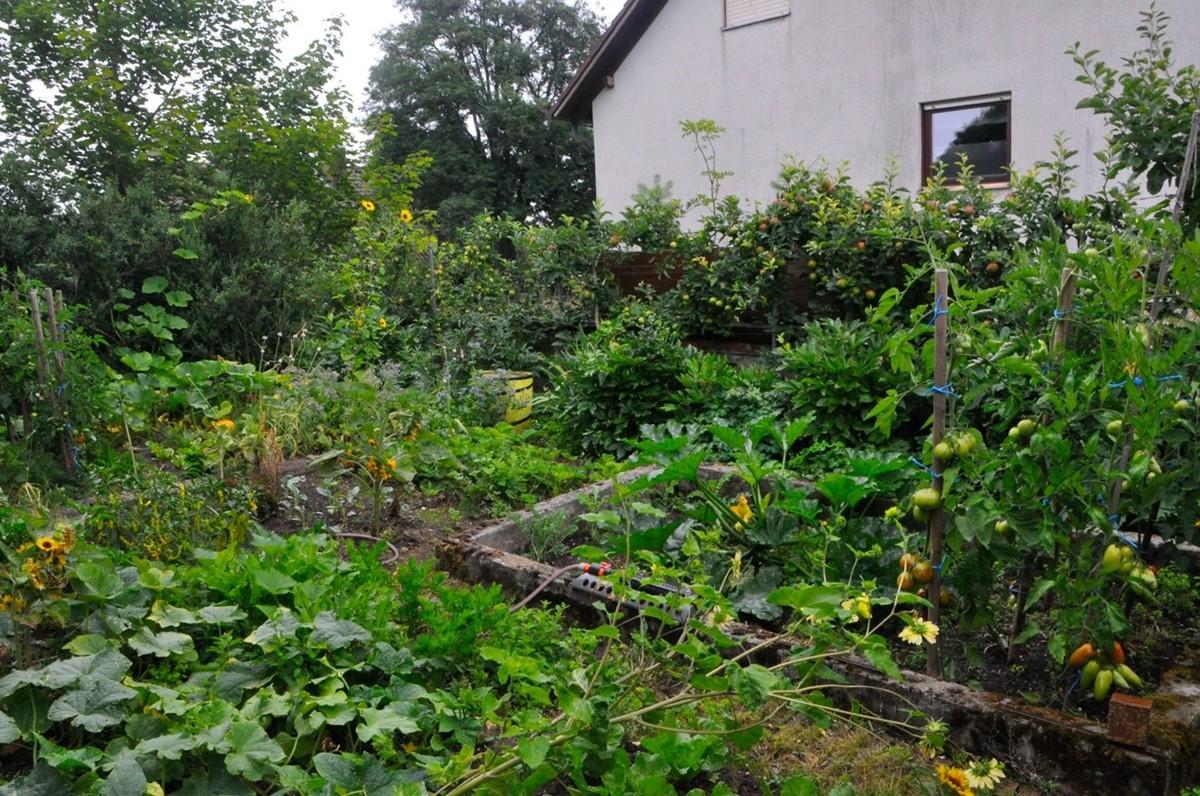Ein wilder Kräuter- und Gemüsegarten auf der Garage. | Foto: Kolb