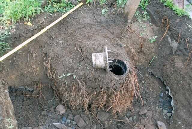 Das Auswurzelungsverhalten einer Ulme nach zwei Vegetationsperioden. | Foto: M. Wilde