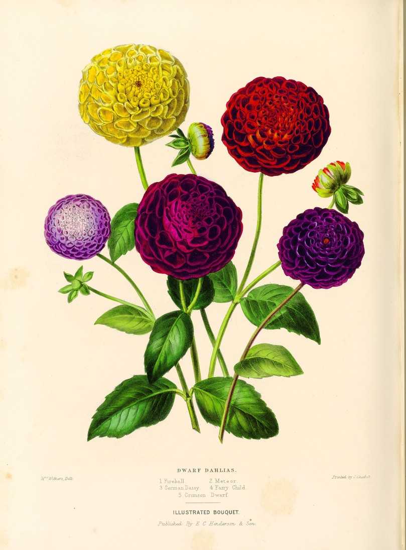 Die Royal Botanic Gardens, Kew, öffneten ihre Archive für das Buch. | Foto: Royal Botanic Gardens, Kew, aus: Pflanzenjäger, Gerstenberg Verlag Die Royal Botanic Gardens, Kew, öffneten ihre Archive für das Buch. | Foto: Royal Botanic Gardens, Kew, aus: Pflanzenjäger, Gerstenberg Verlag