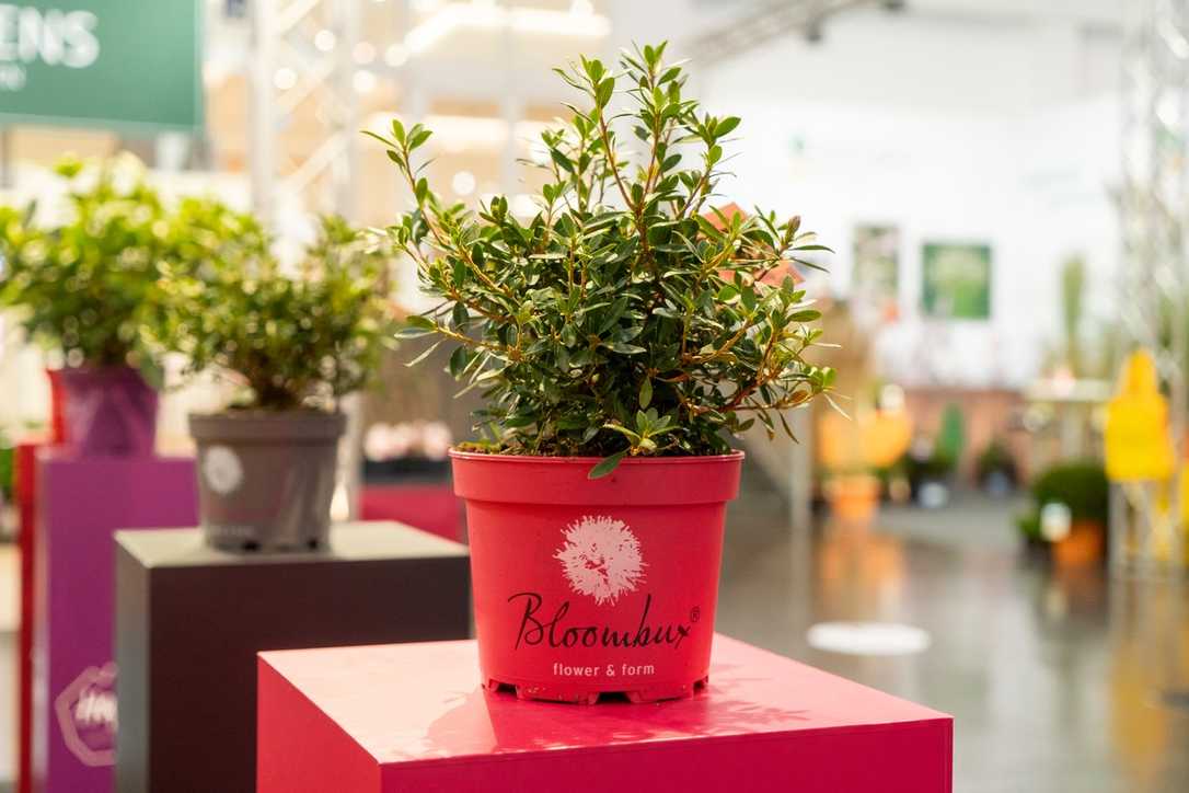 Rhododendron für Profis und den privaten Garten: Inkarho Trends der kommenden Saison Rhododendron für Profis und den privaten Garten: Inkarho Trends der kommenden Saison