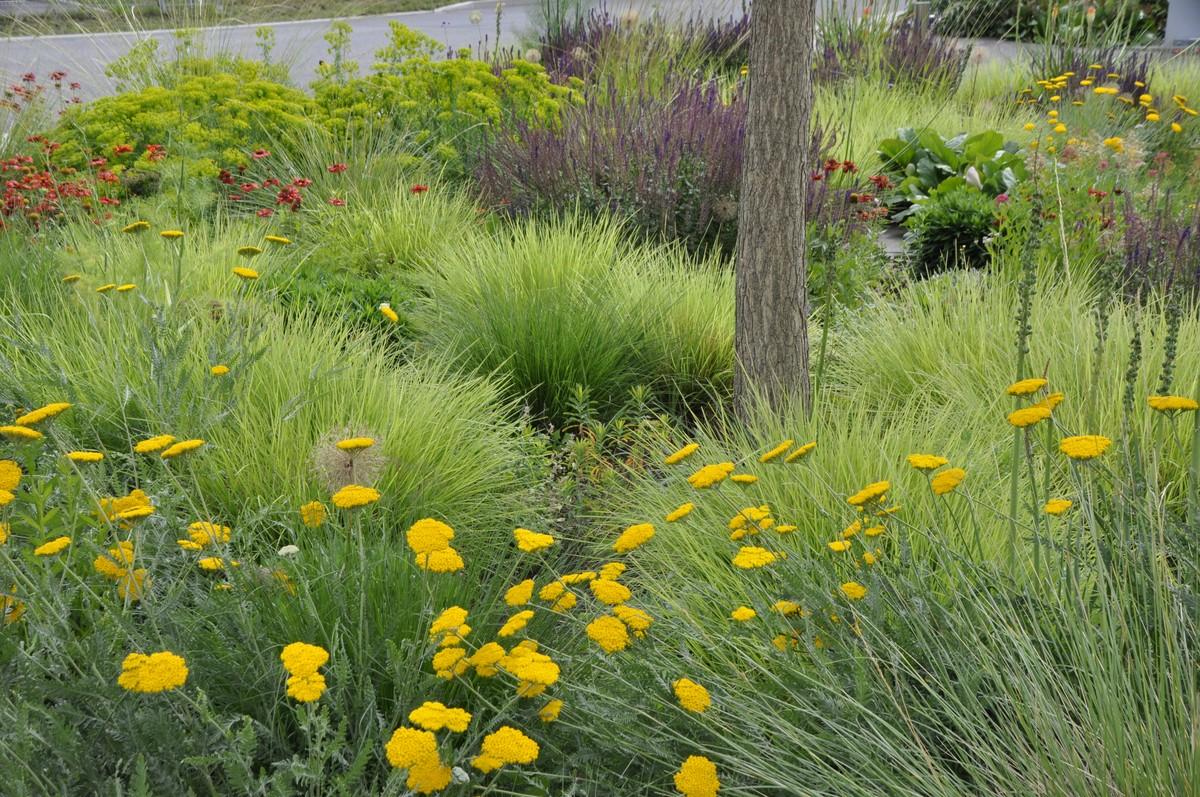 Es ist nie zu spät für eine Korrektur durch eine nachträgliche Bepflanzung - und einfacher, als viele meinen: Landschaftsarchitekt Cassian Schmidt empfiehlt einen Rückbau von Schotterflächen. | Foto: Cassian Schmidt/BGL