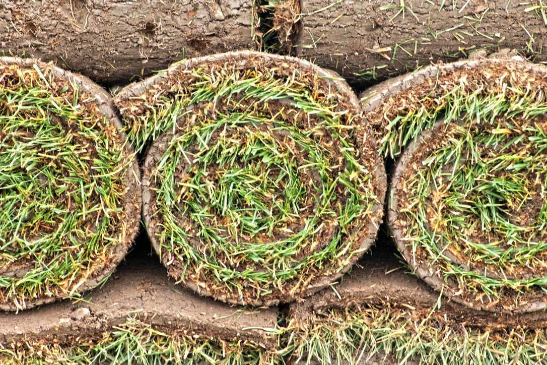Dieser Rasen ĂŒbersteht Trockenzeiten ohne Wasser Dieser Rasen ĂŒbersteht Trockenzeiten ohne Wasser