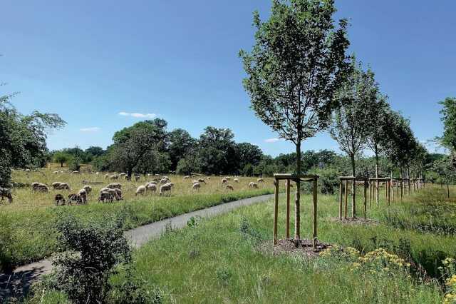 Die Feldahorne in Stein sind top ausgetrieben und zeigen einen sehr guten Fruchtbehang.